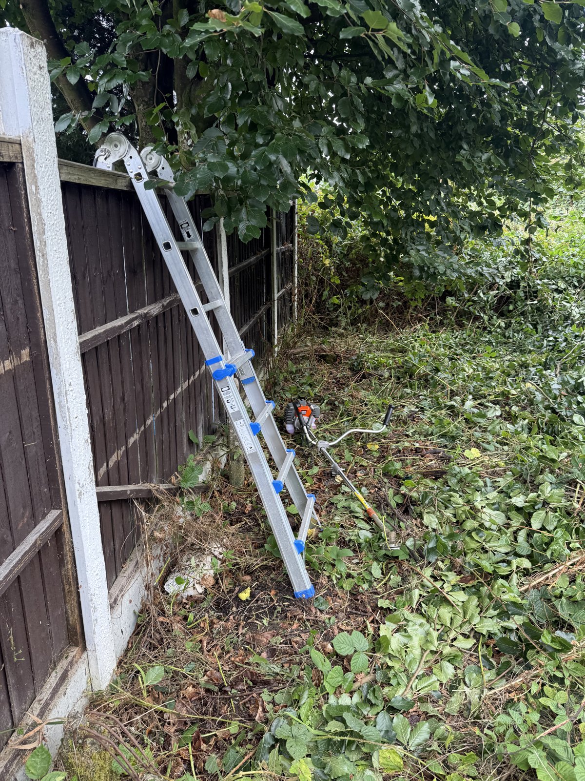 Cut vegetation beside a fence and ladder